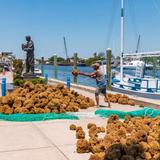 Tarpon Springs Sponge Docks