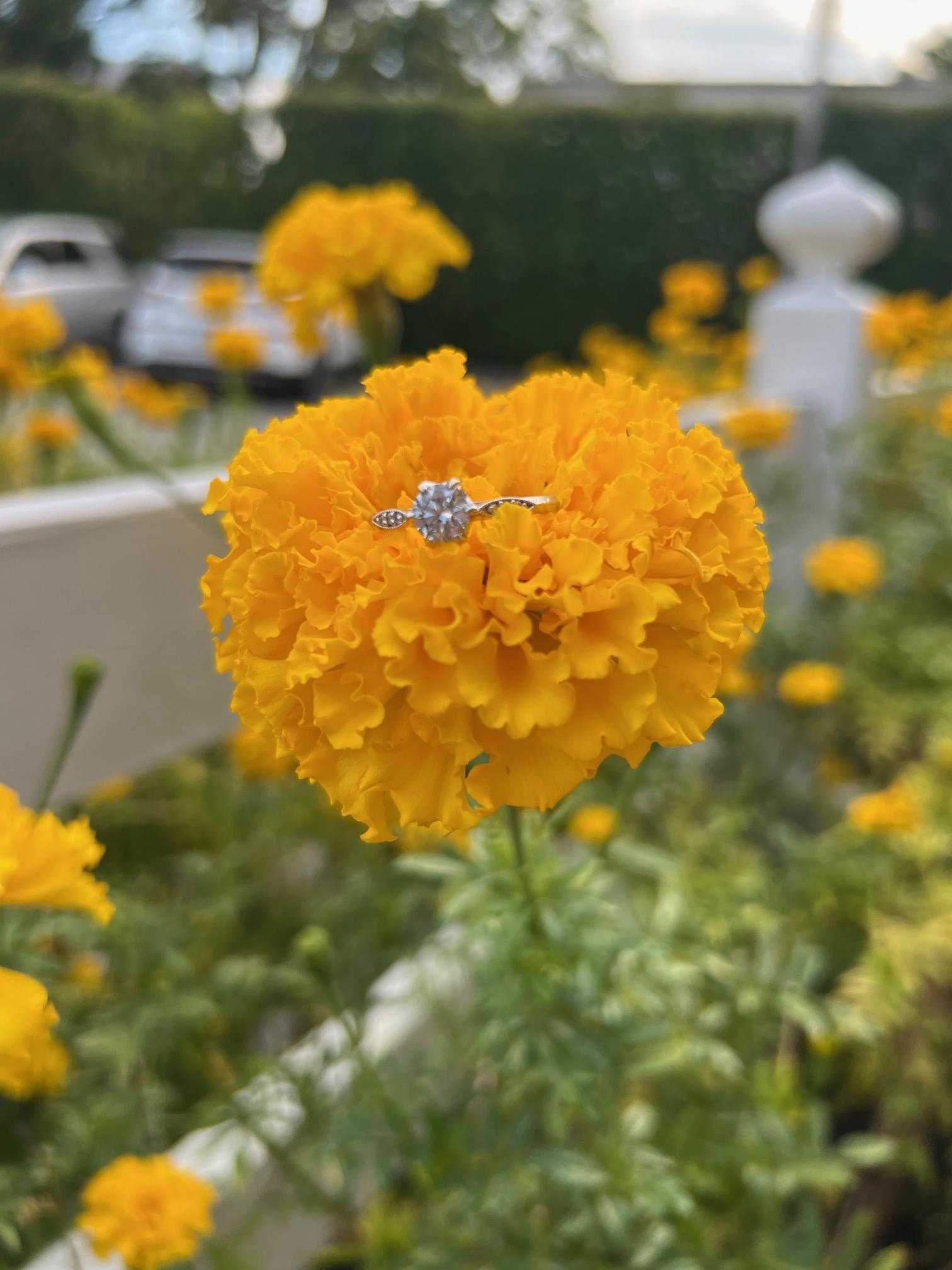 The Wedding Website of Kaitlyn DeLacy Capurro and Jacob Leo McConnell
