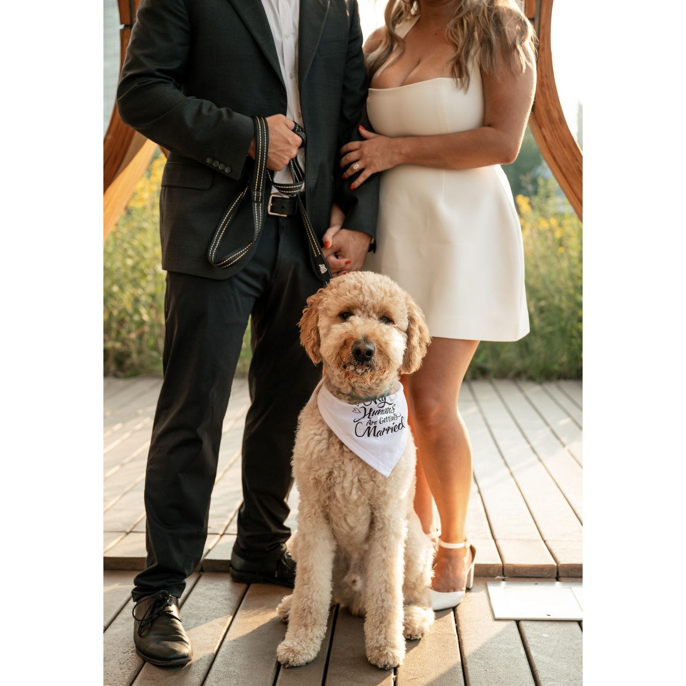 Enzo, our sweet goldendoodle pup.