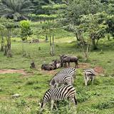 Safari Valley Resort