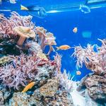 Coral World