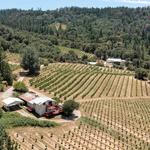 Charles B. Mitchell Vineyards