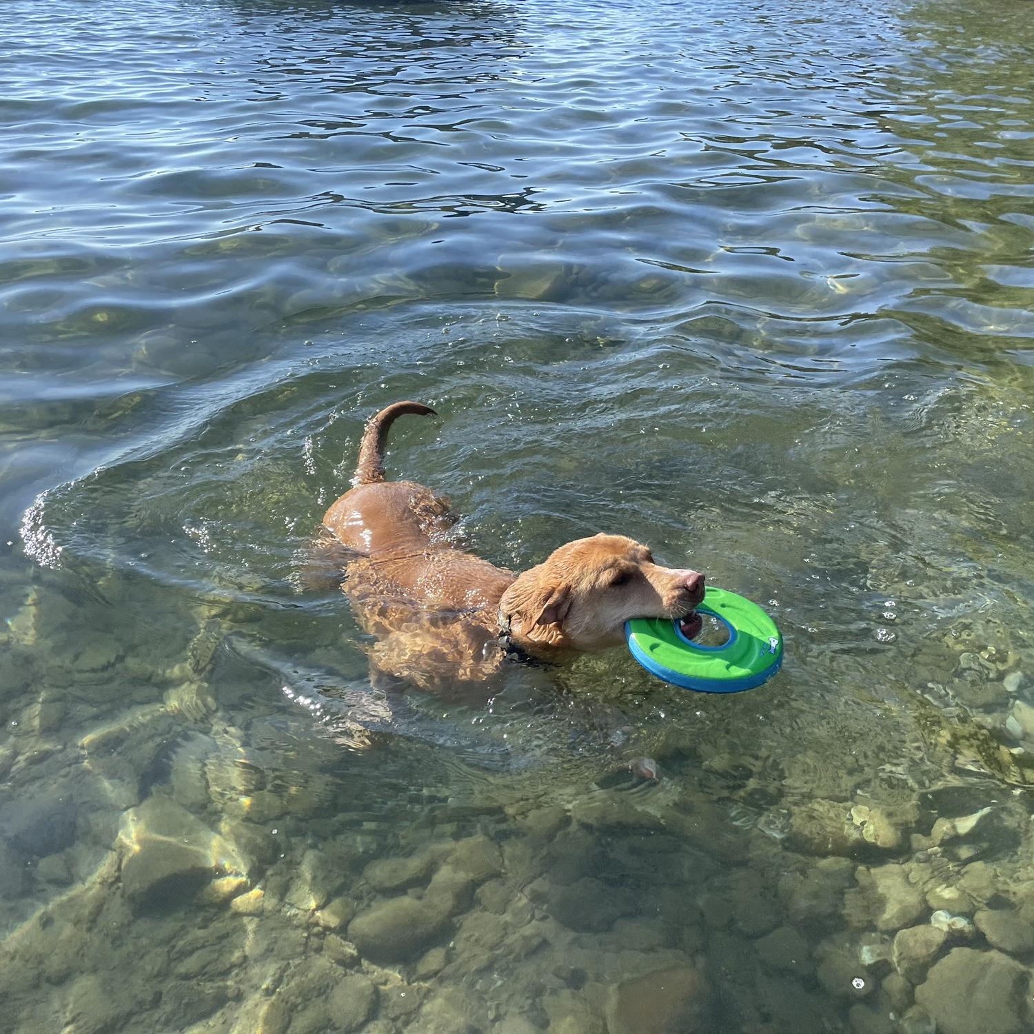 1st summer at the Lake House! Safe to say Sunny loves it there!