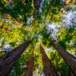 Muir Wood National Monument