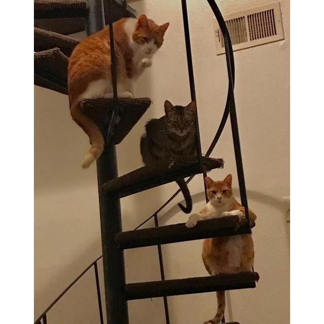 Our Fur Babies - Toulouse (top), Willow (middle), Teemo (bottom)