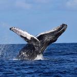 Whale Watch Cabo