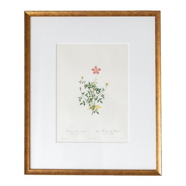 Original Redoute Roses