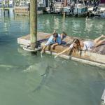 Tarpon Feeding
