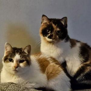 Cat Fund