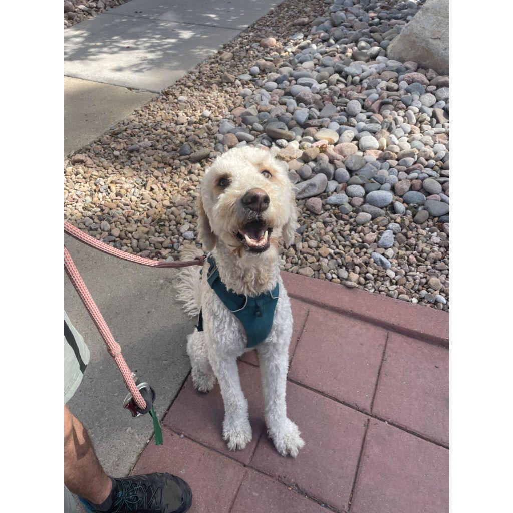 Our best boy Phineas!