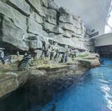 Shedd Aquarium