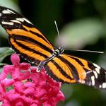 Cleveland Botanical Garden