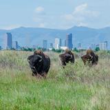 Rocky Mountain Arsenal National Wildlife Refuge