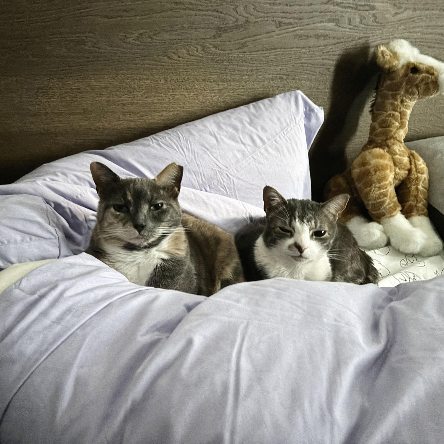 Ellie and Doughboy getting snuggly