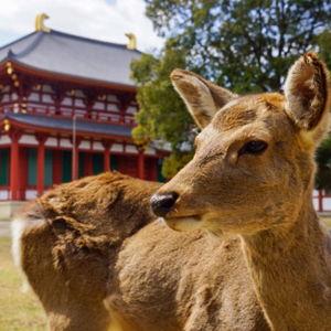 Japan Honeymoon - Nara Excursion