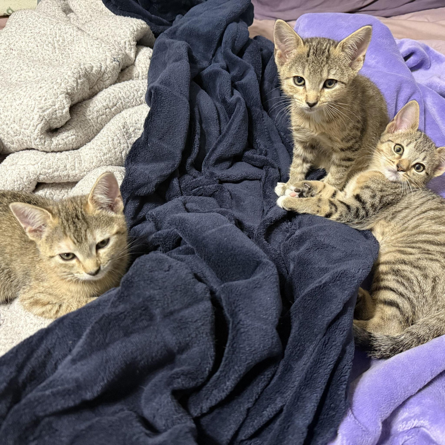 The Triplets Misty, May, and Dawn.