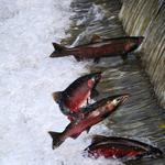 Issaquah State Salmon Hatchery