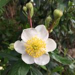San Diego Botanic Garden