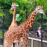 Naples Zoo at Caribbean Gardens