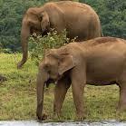 Periyar Wildlife Sanctuary