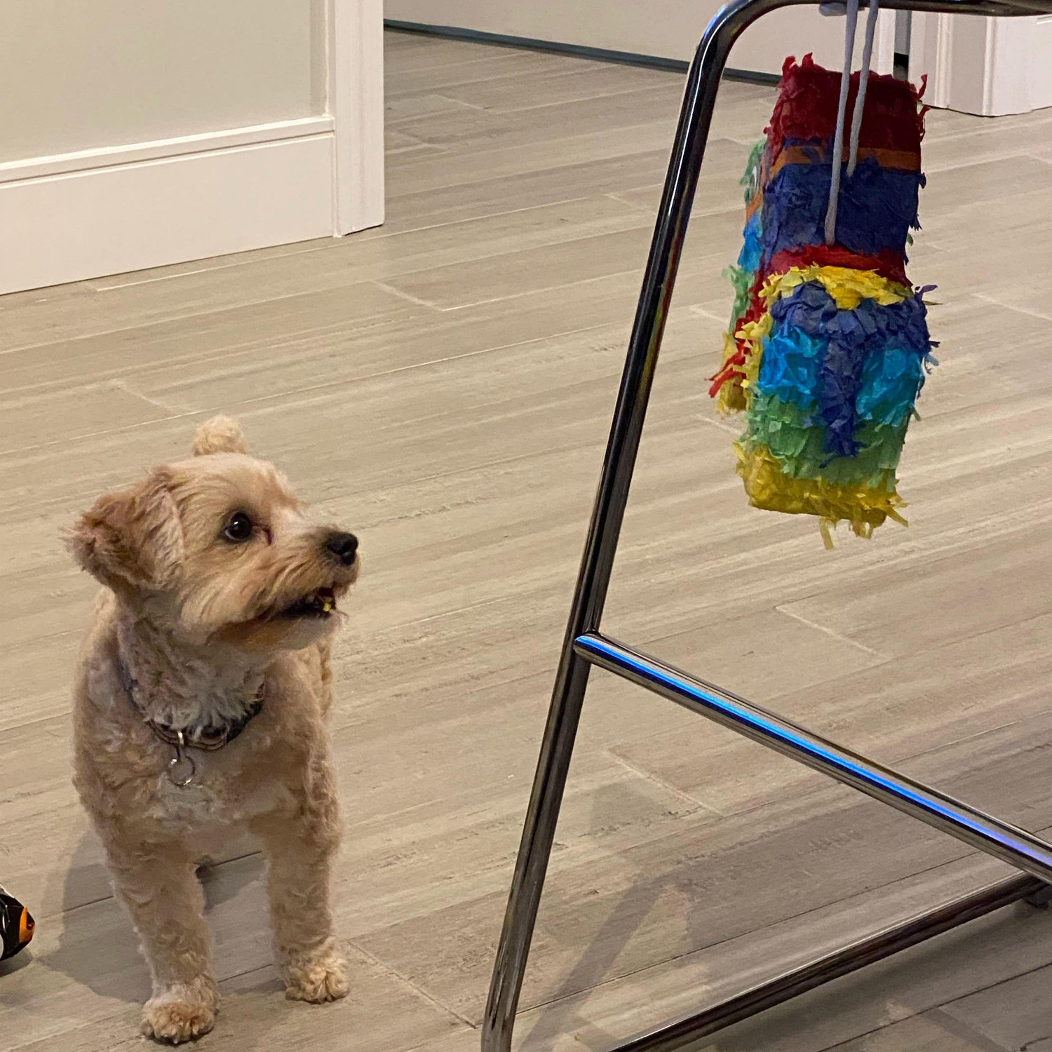 Pebbles discovered her love off piñatas, as one hangs for her on her second birthday.