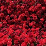 International Rose Test Garden