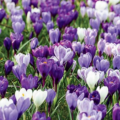 Delft Blue Giant Crocus Mix