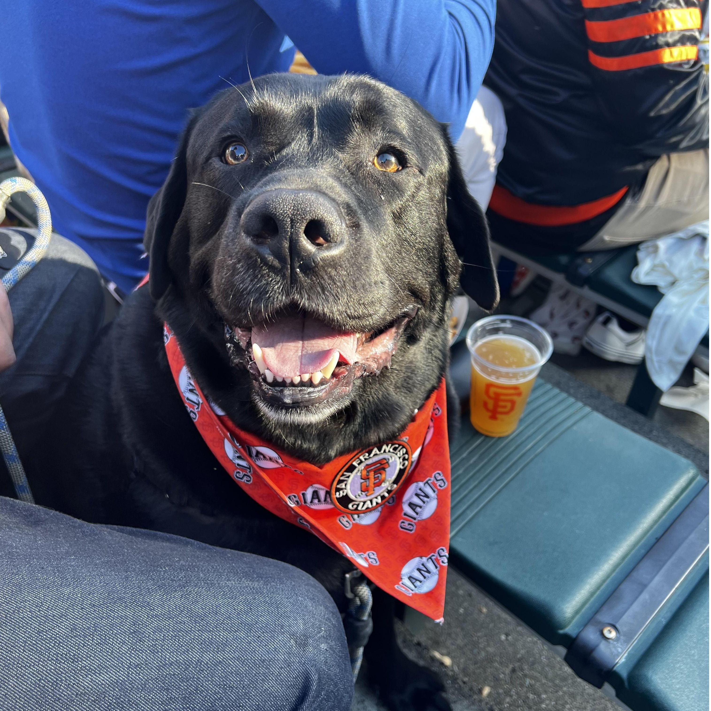 We love going to Giants games, especially on Dog Days!