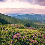 Roan Mountain