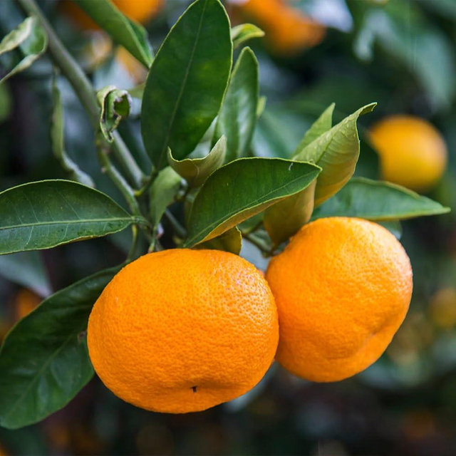 Brighter Blooms - Calamondin Orange Tree, 4-5 ft. - No Shipping to AK, AL, AZ, CA, FL, GA, HI, LA, MS, OR, TX