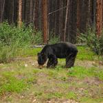 Bow Valley Parkway