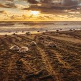 The "Arribada" of the Sea Turtles (luck pending!)