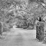 Historic Charleston - Magnolia Plantation and Gardens