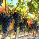 Napa Valley Guide