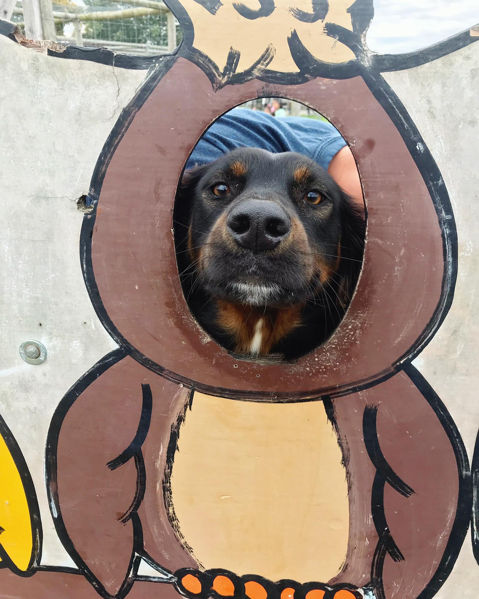 Arlo at Alstede Farms in Chester, NJ [2018]