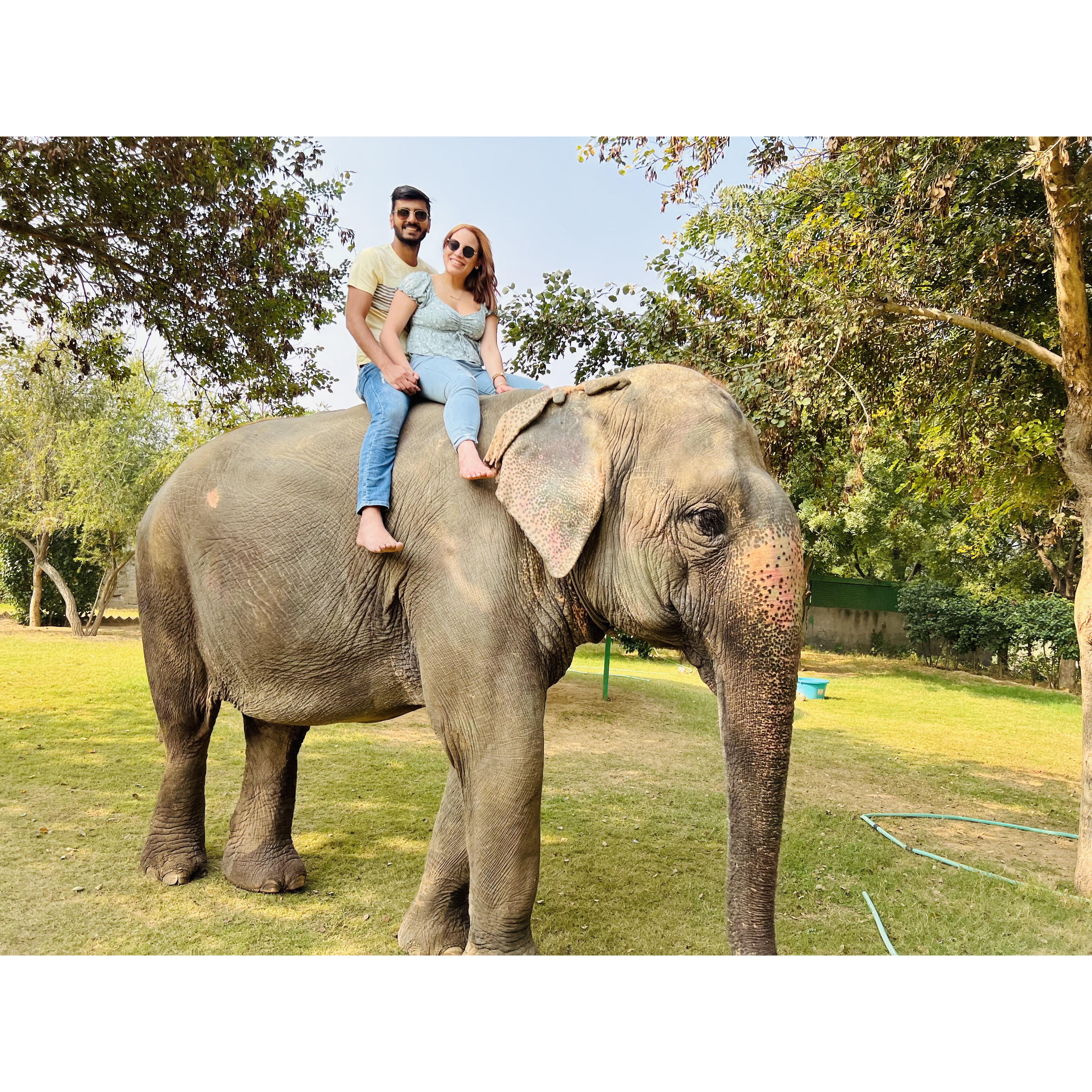 Elephant Sanctuary- Jaipur, India