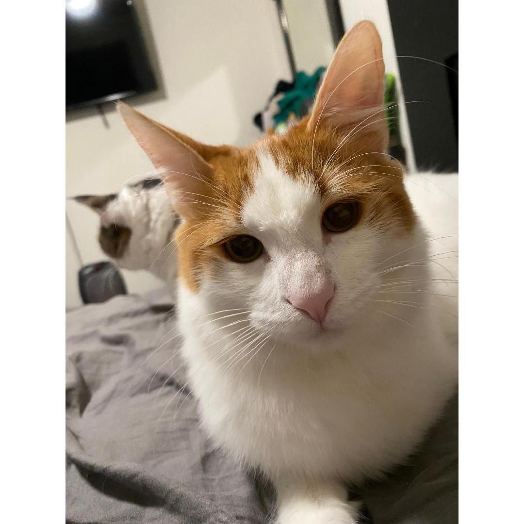 Our cat Hayden!