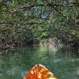Kayak the Mangroves 🛶