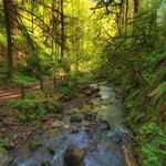 Forest Park Trailhead
