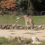 Greenville Zoo