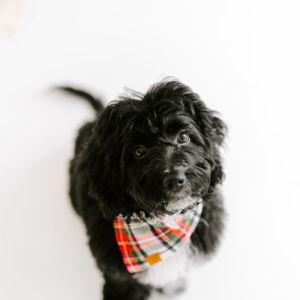 Treat Ralph to a haircut