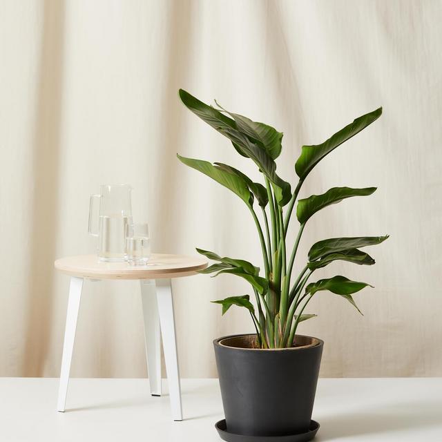Bloomscape Plant