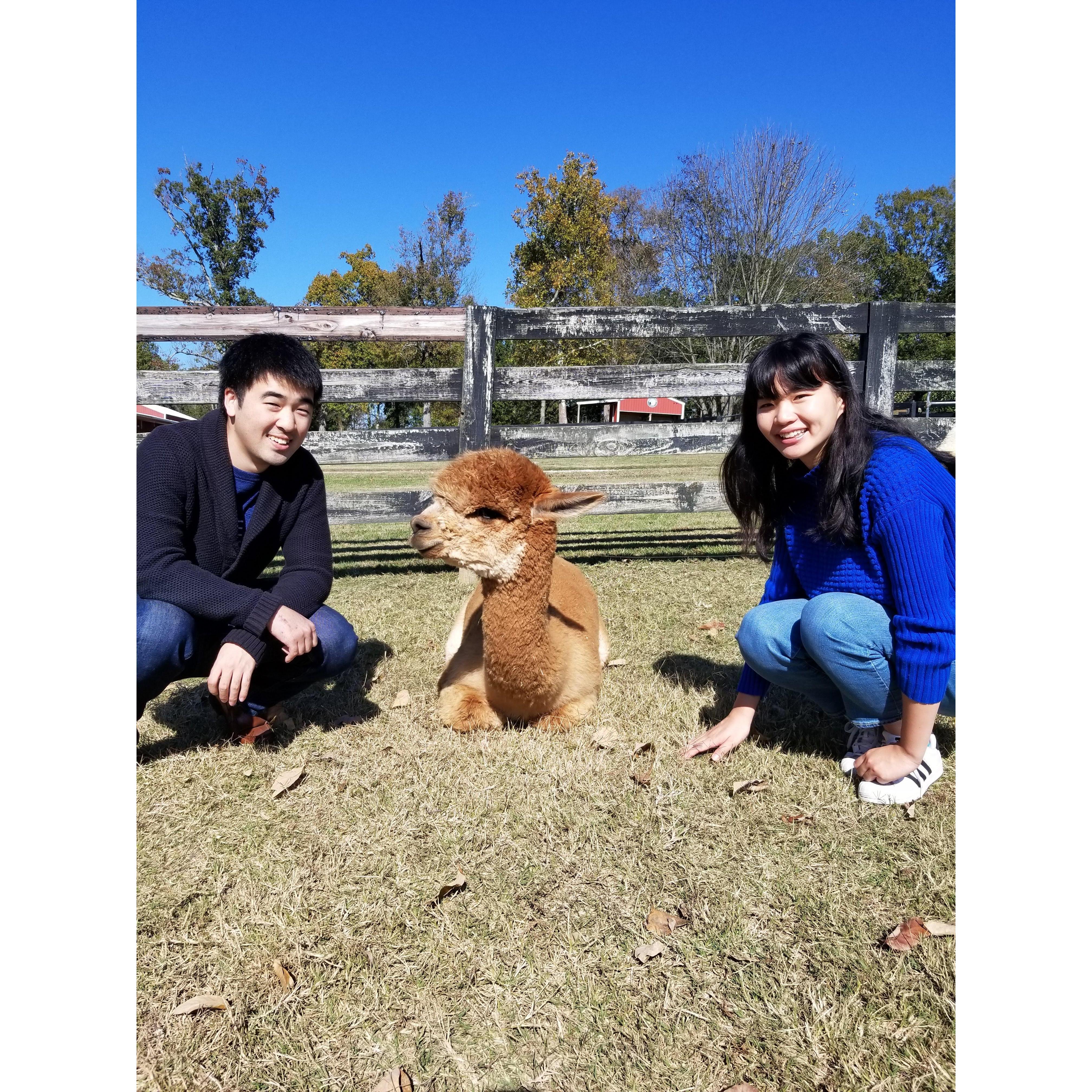 Julia and Han Jun frequent Nashville a lot for Julia's modeling gigs. They discovered there were several alpaca farms in Franklin, TN and visited one in November 2019!