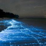 Go kayaking in a bioluminescent bay