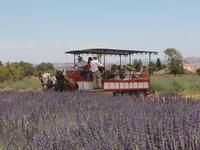 15th Annual Lavender Festival