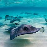 Stingray City Cayman Islands