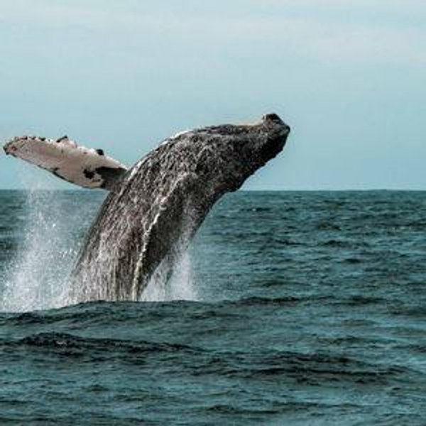 Whale & Dolphin Watching Boat Tour in Azores, Portugal