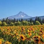 Grateful Vineyard
