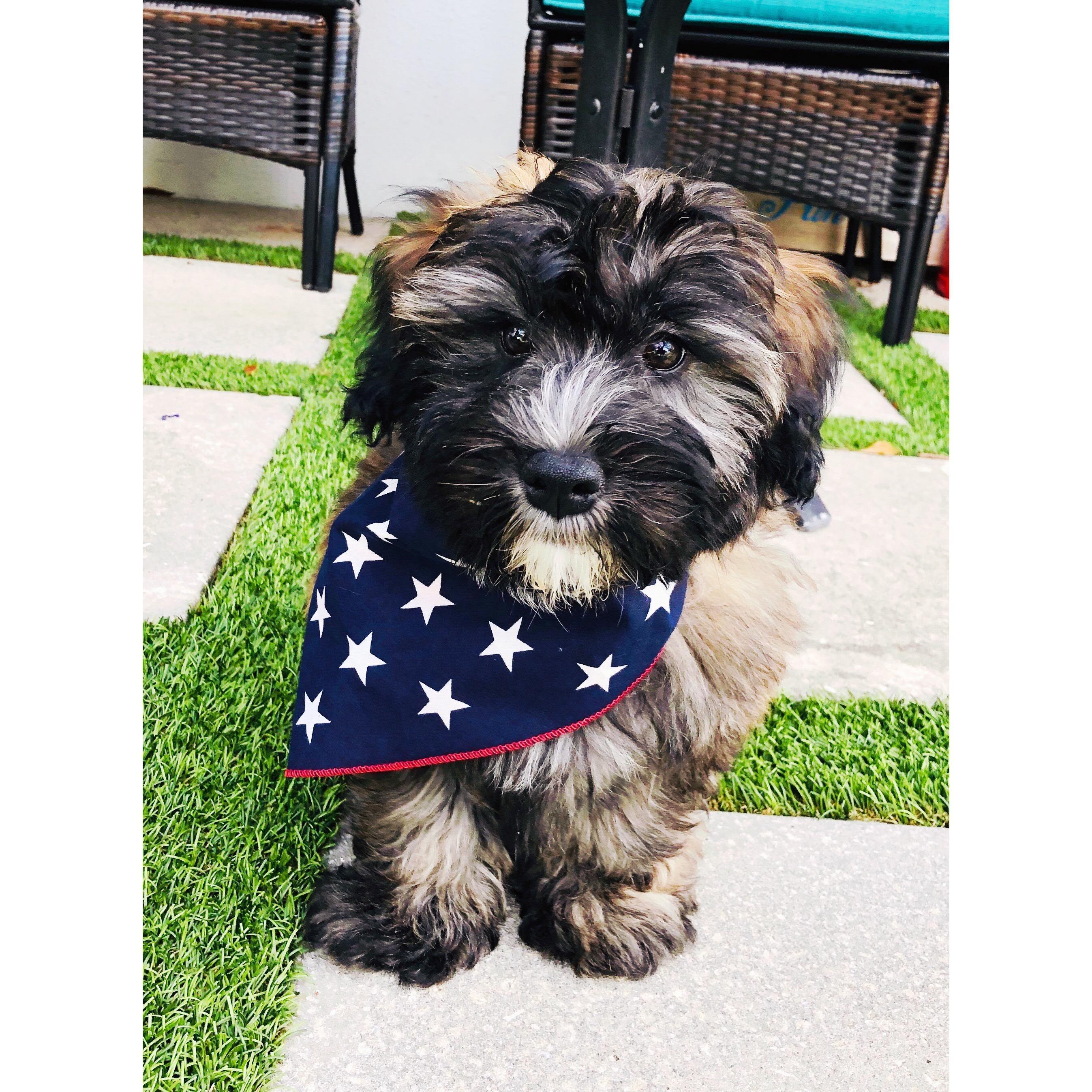 Nova is our new baby! She loves to party on 4th of July!