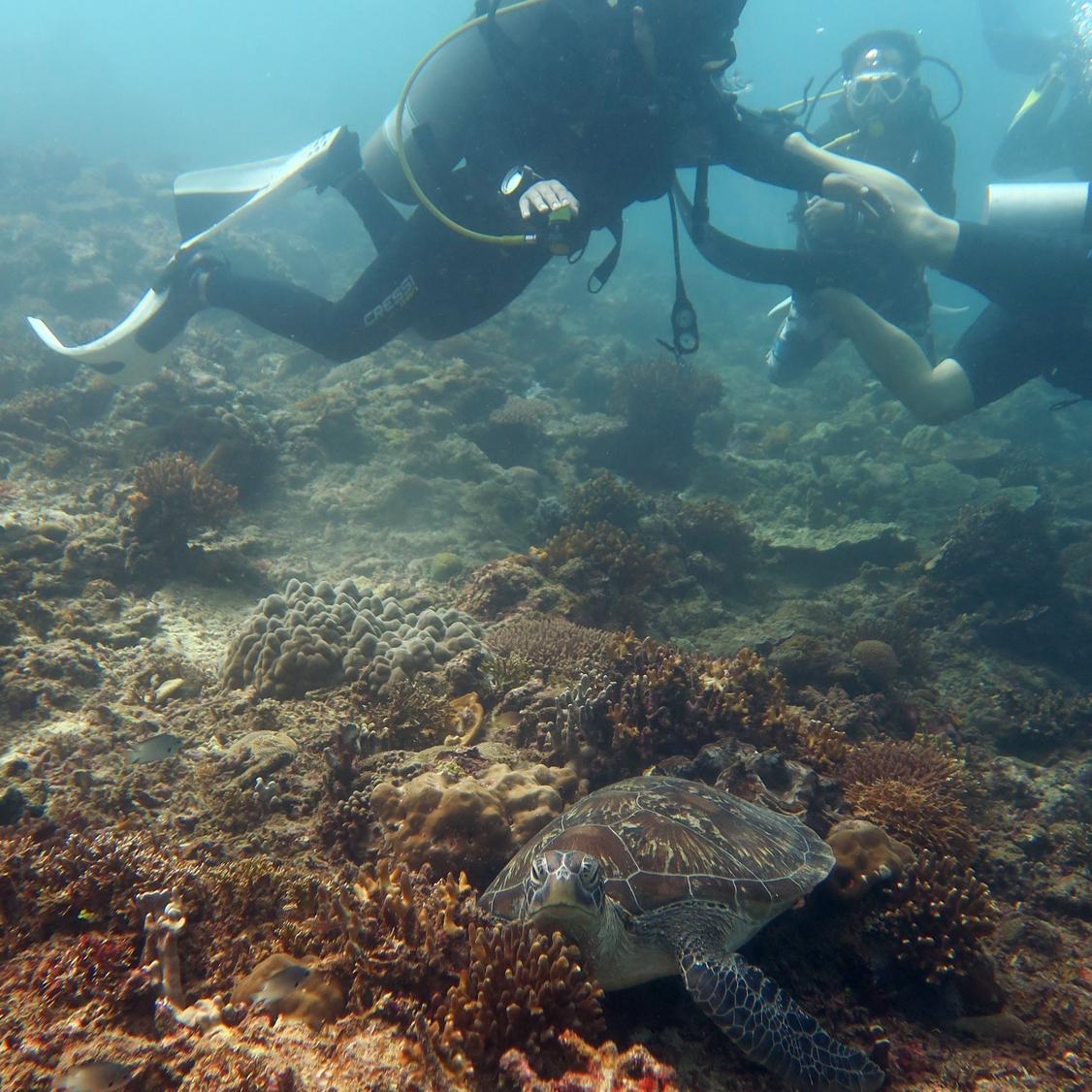 Tortuga in the Philippines